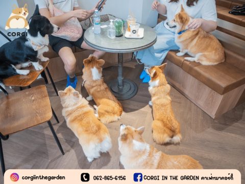 ร้านคาเฟ่คอร์กี้ ราคาหลักร้อย